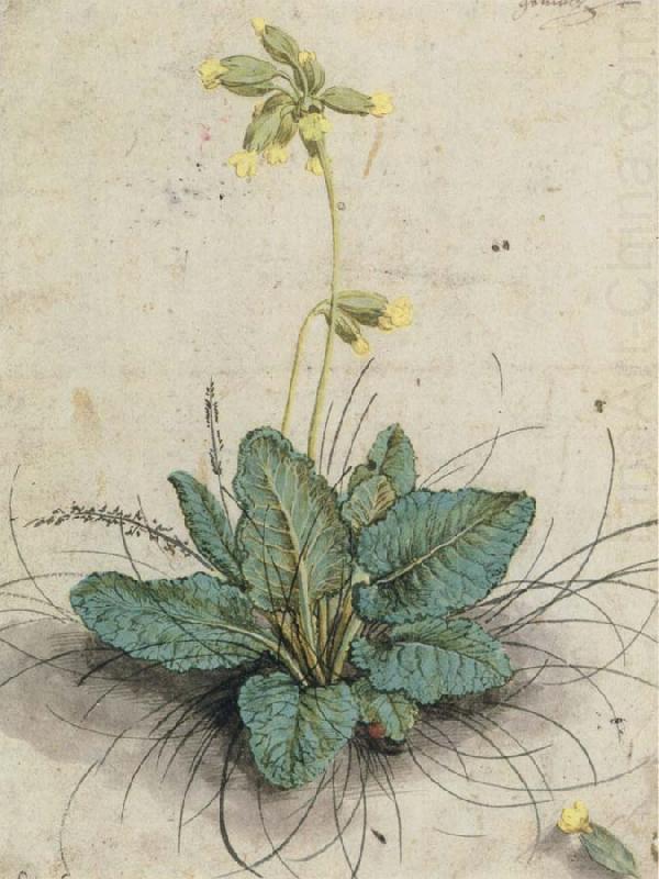 Cowslip with a Lady bug, Lucas Cranach